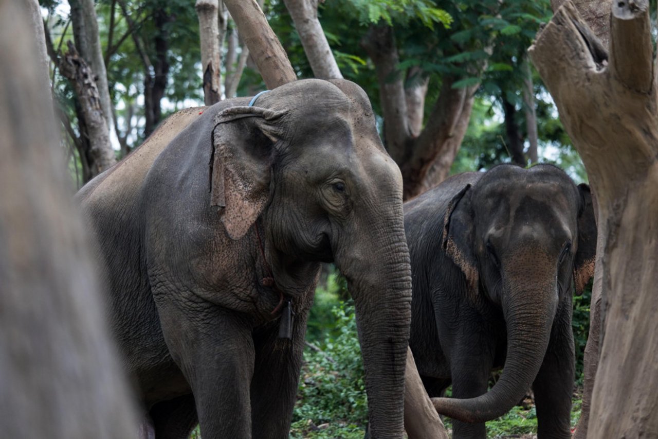 To elefanter i Elephant Valley Thailand