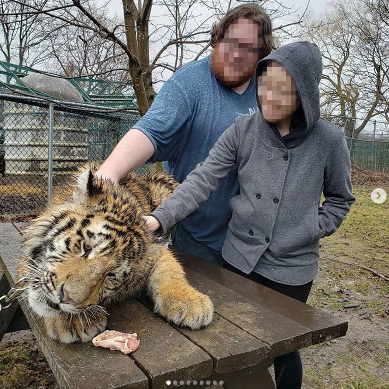 Tiger in Captivity