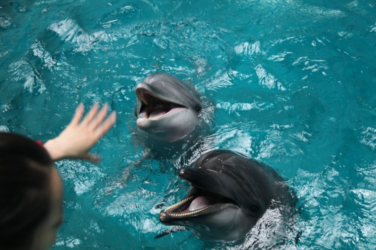 Stresset delfin i fangenskab