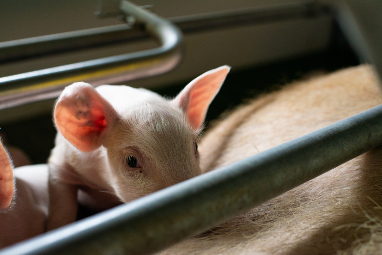 Slagtekyllinger på industrifarm