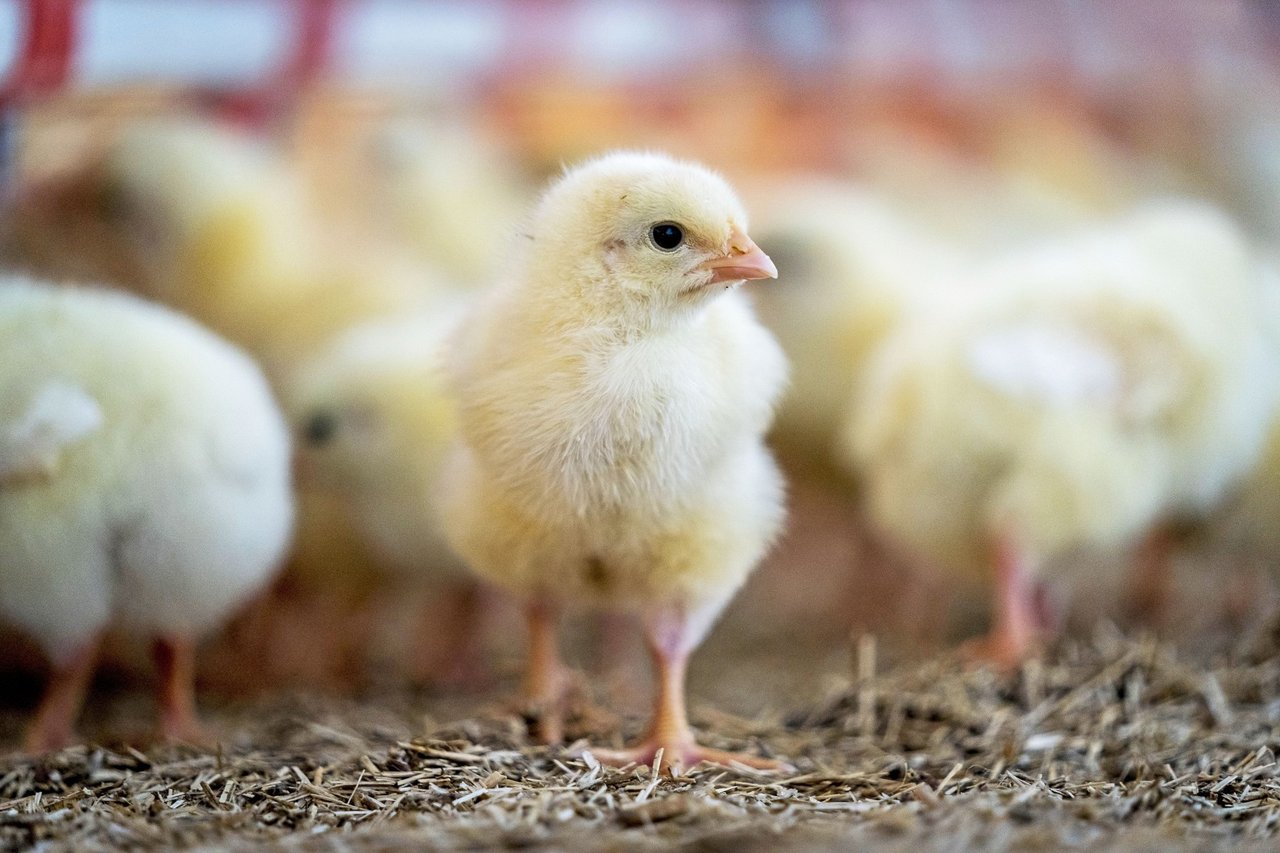 Kyllinger på en hollandsk kyllingefarm med bedre velfærd