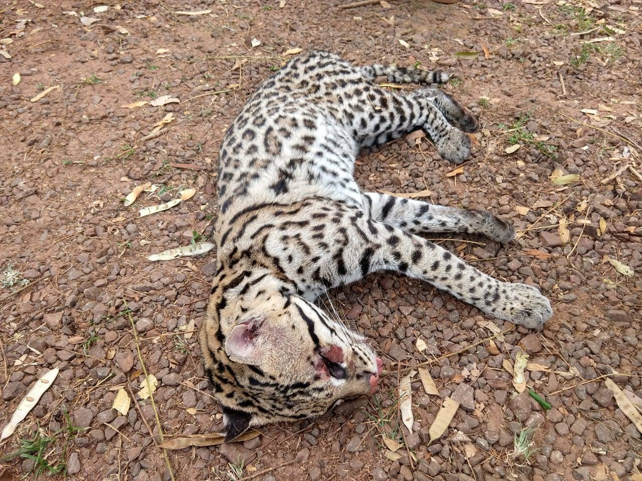 En ozelot fanget i skovbrande i Amazonas