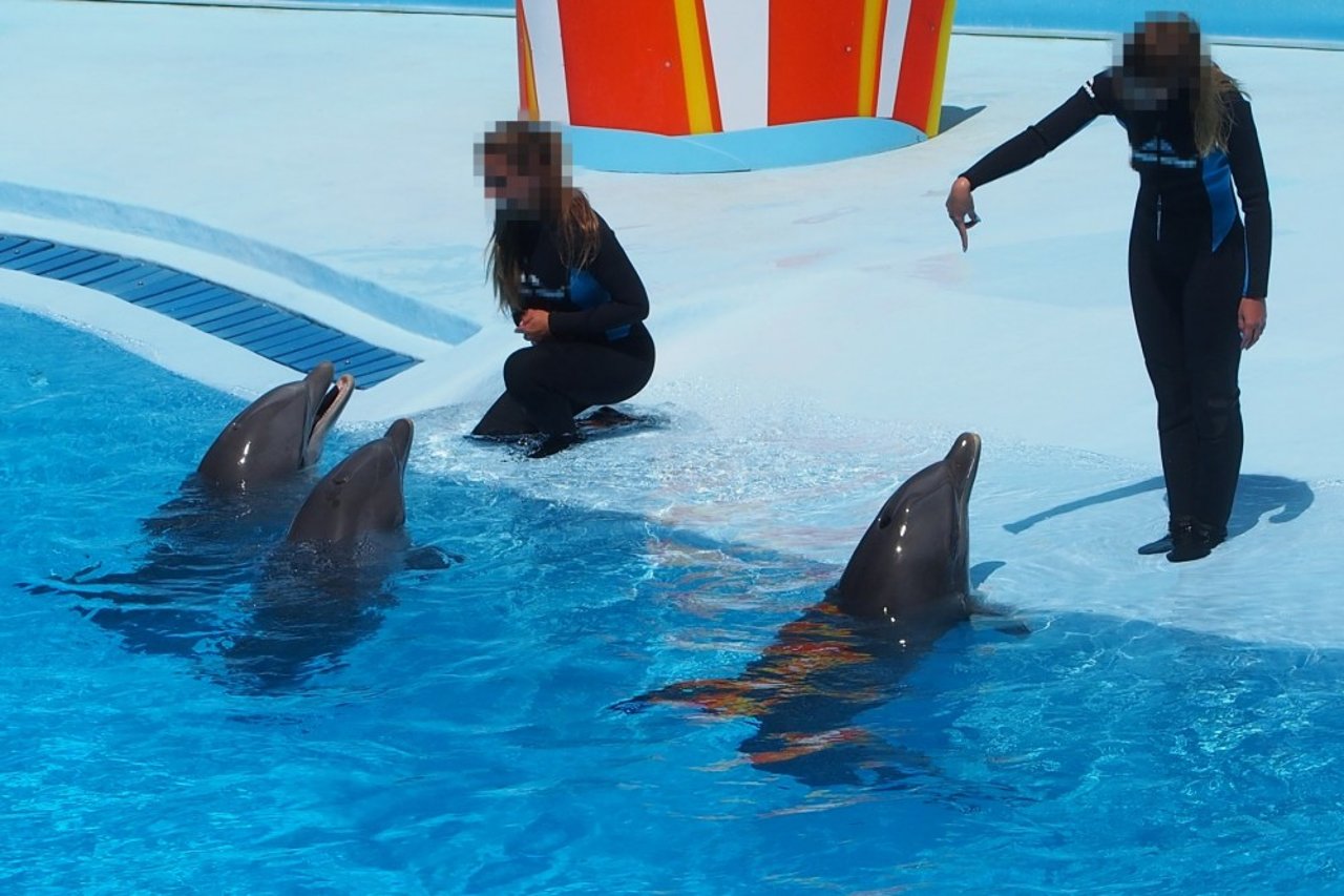 Over 3000 delfiner lider i fangenskab verden over