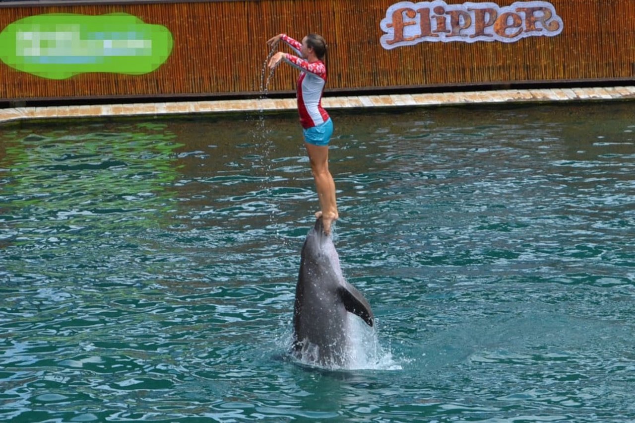 Træner står på hovedet af delfin