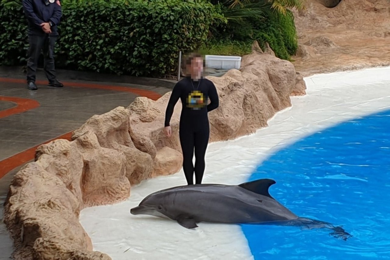 Delfinshow i Loro Parque