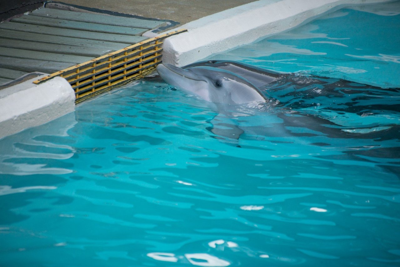 Pod of wild dolphins swimming in Mandurah, Western Australia.