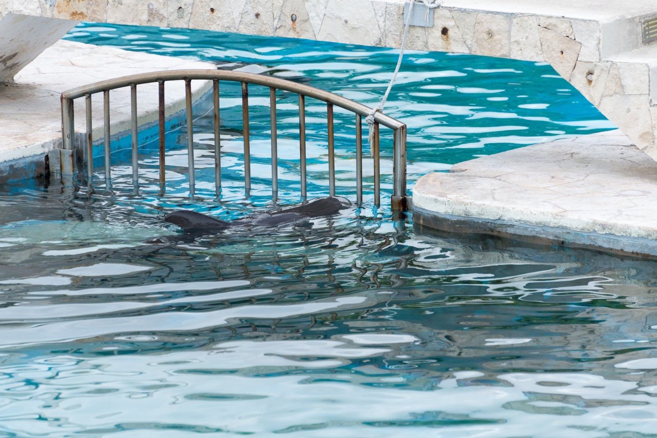 Pod of wild dolphins swimming in Mandurah, Western Australia.