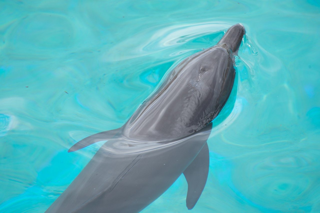 Pod of wild dolphins swimming in Mandurah, Western Australia.