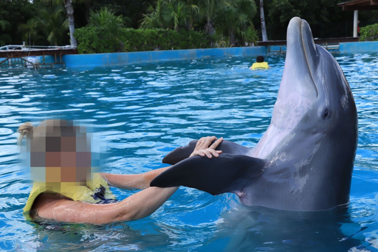 Delfinen er trænet til at lade turister få taget selfies med den