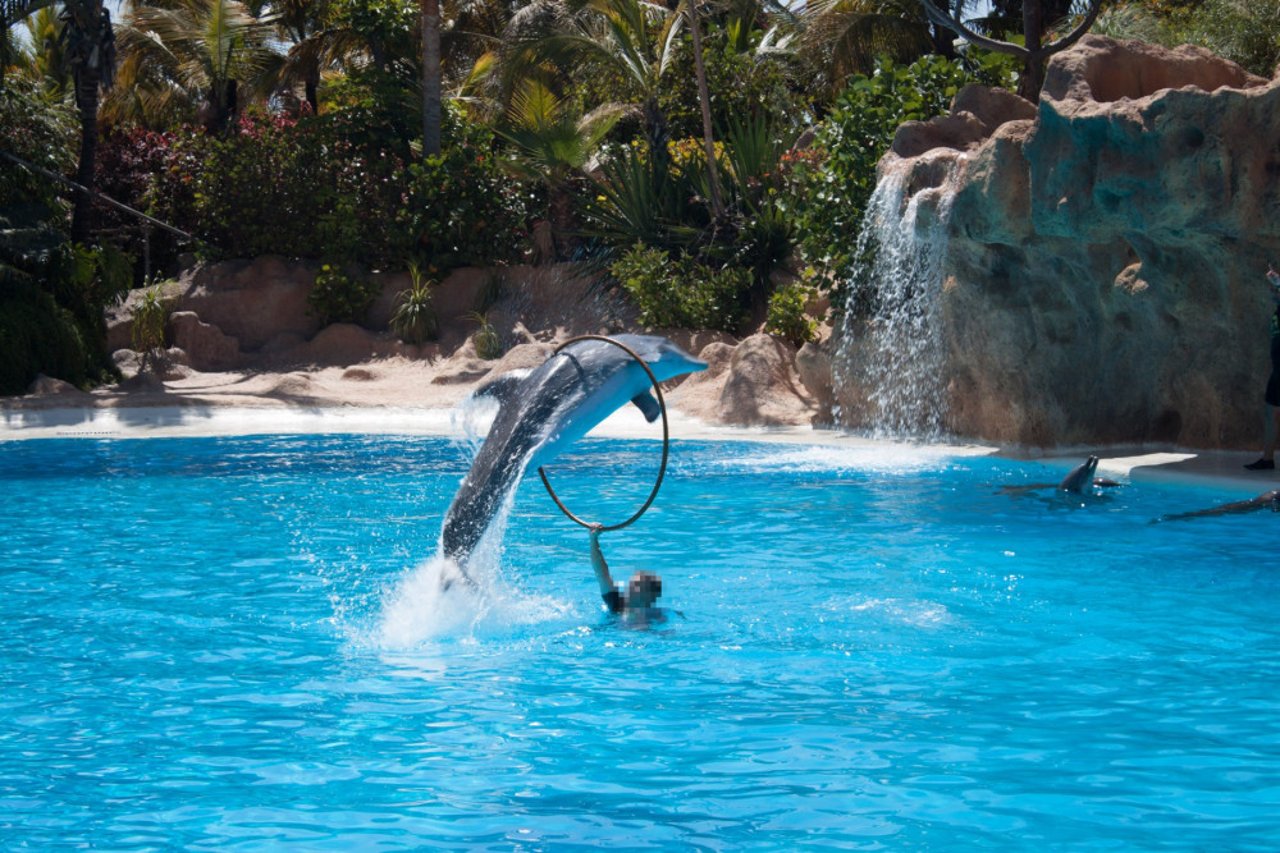Delfiner udnyttes til shows i delfinarier verden over