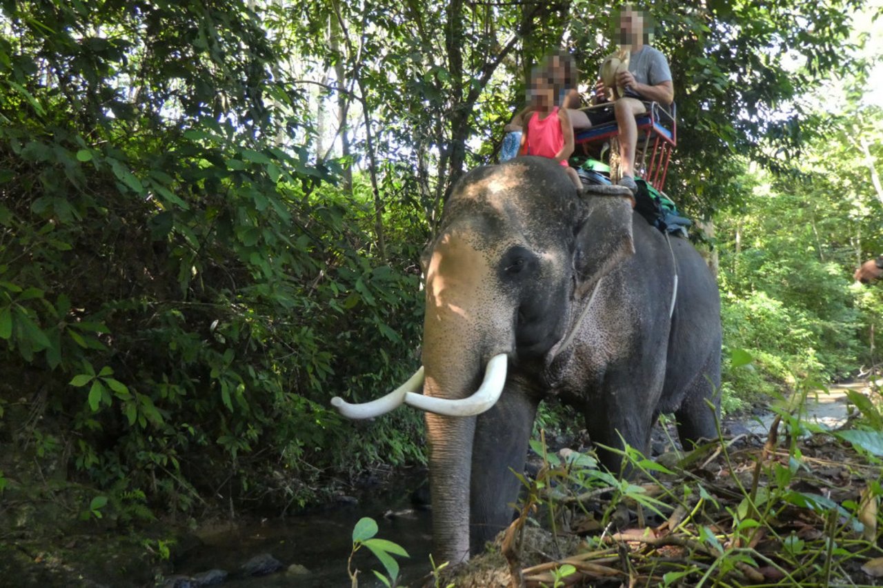 2.200 thailandske elefanter bruges i dag til elefantridning