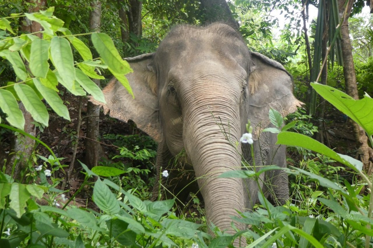 En elefant i den elefantvenlige lejr Following Giants i Thailand