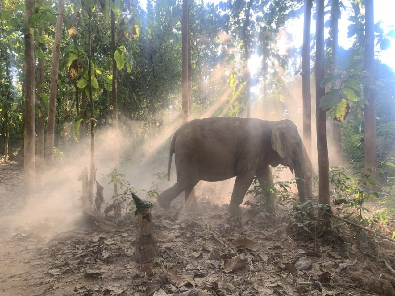 Der er smukt i elefantreservatet Mandalao
