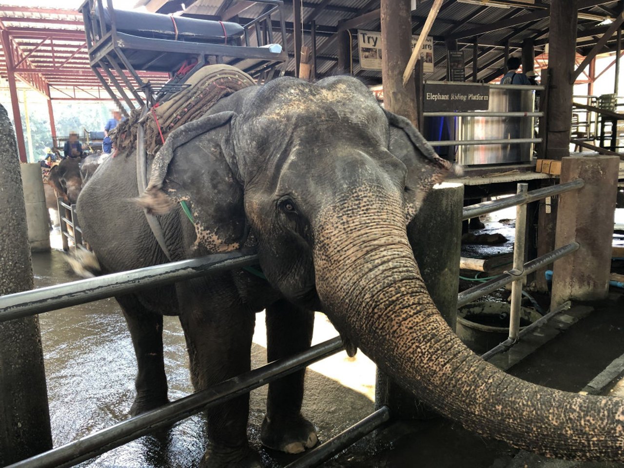 Elefant i en elefantridningslejr i Thailand