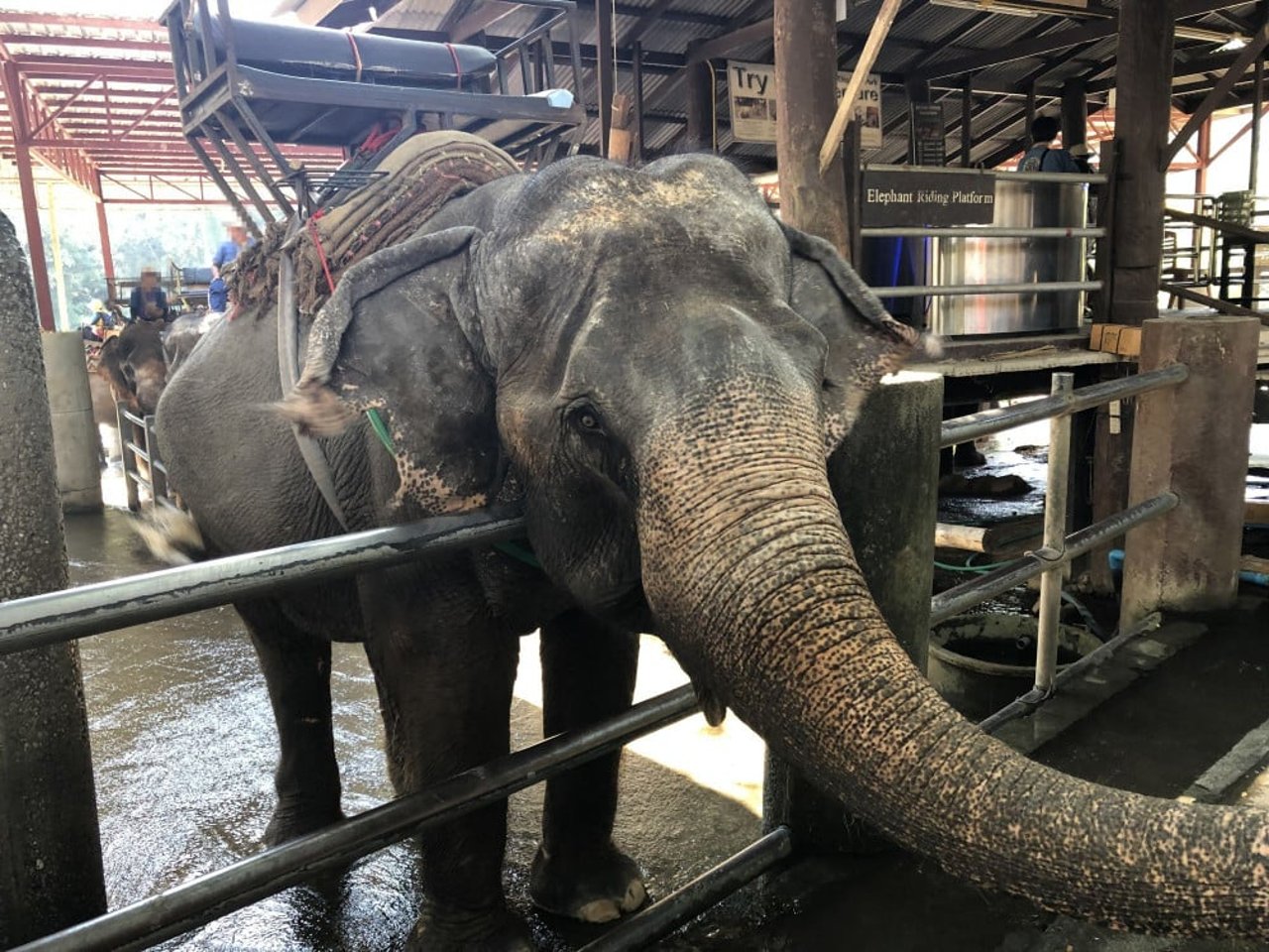 Elefant i en elefantridningslejr i Thailand