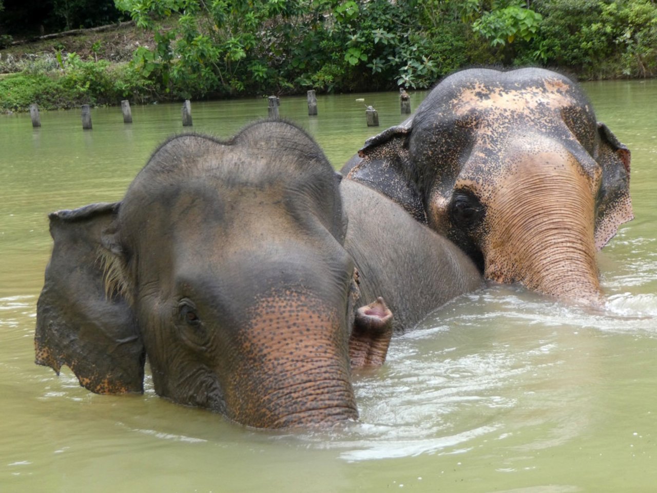 Elefanterne Jahn og Chok nyder at bade