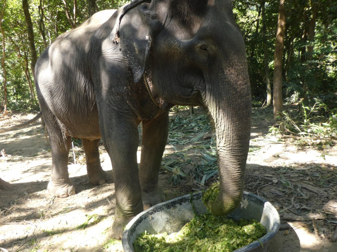 An elephant at Following Giants venue in Thailand