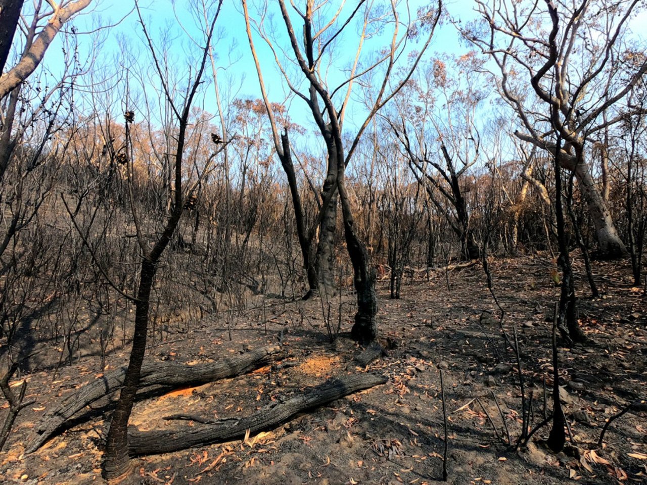 Brandene i Australien har ødelagt millioner af hektar natur.