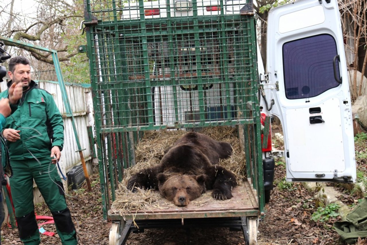 Bjørnen Roxana bliver transporteret til reservatet