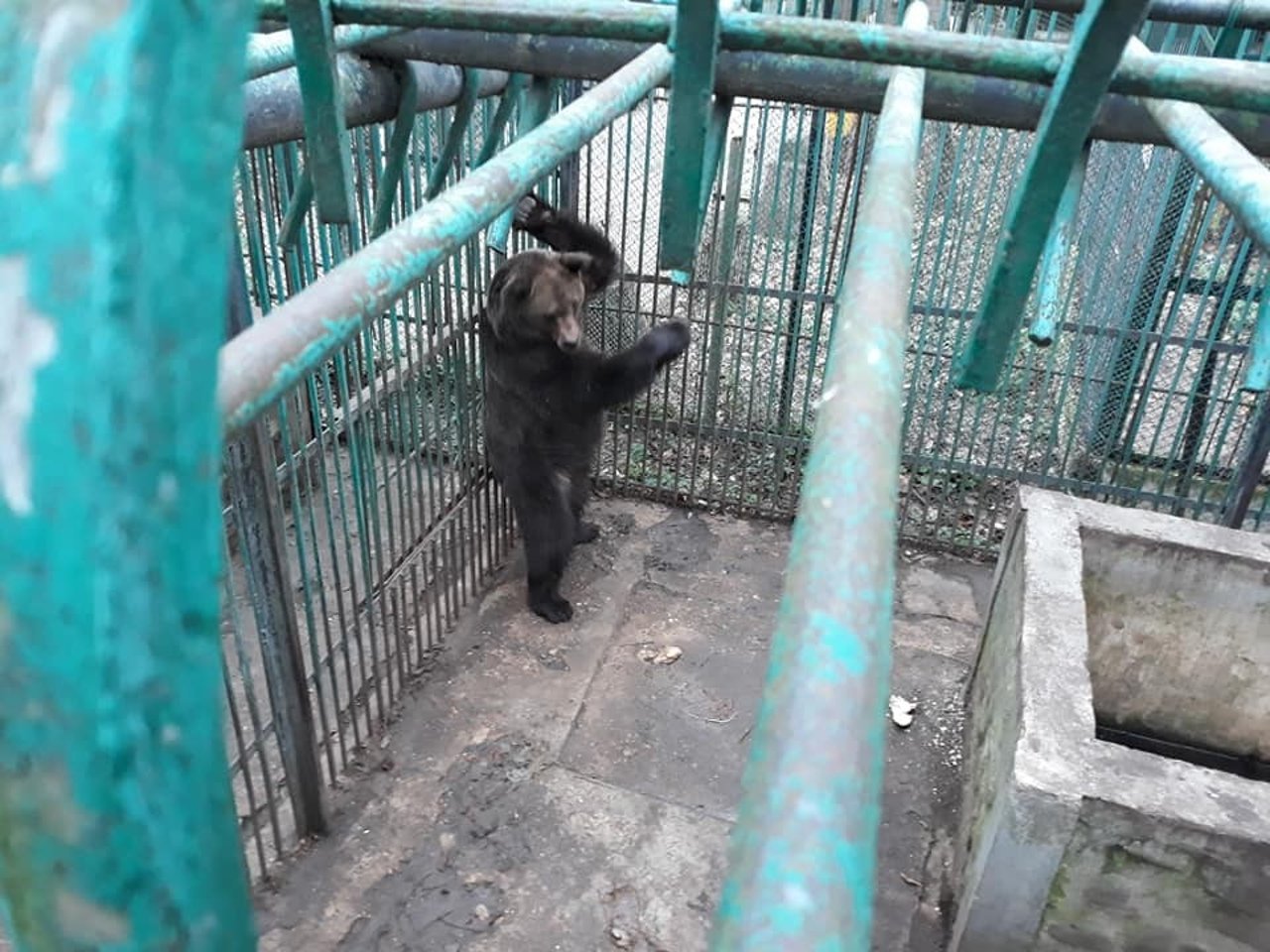 Roxana blev holdt alene i et lille bur i en rumænsk zoo