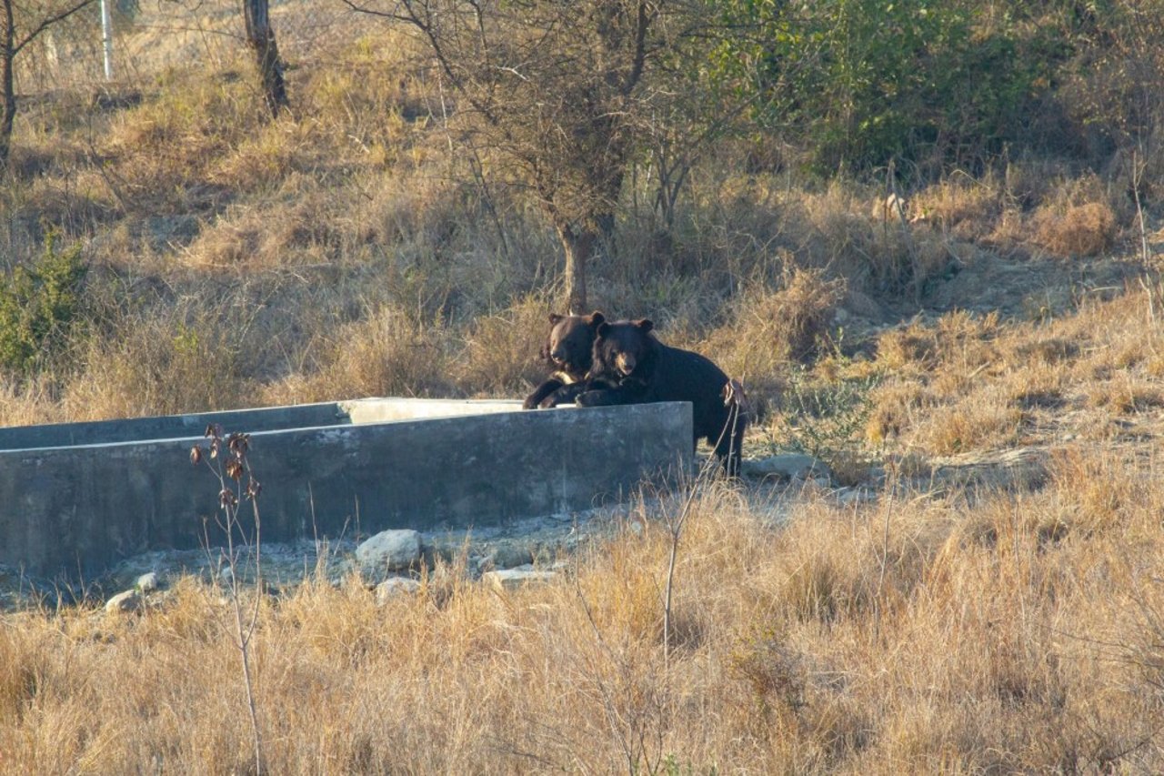 I reservatet i Pakistan er der god plads til de reddede bjørne