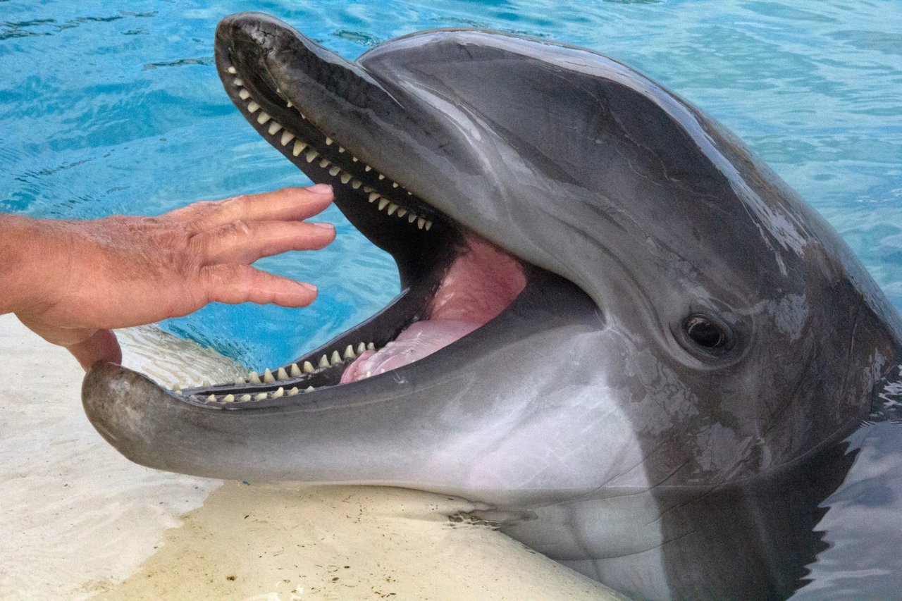 Delfiner lider i fangenskab