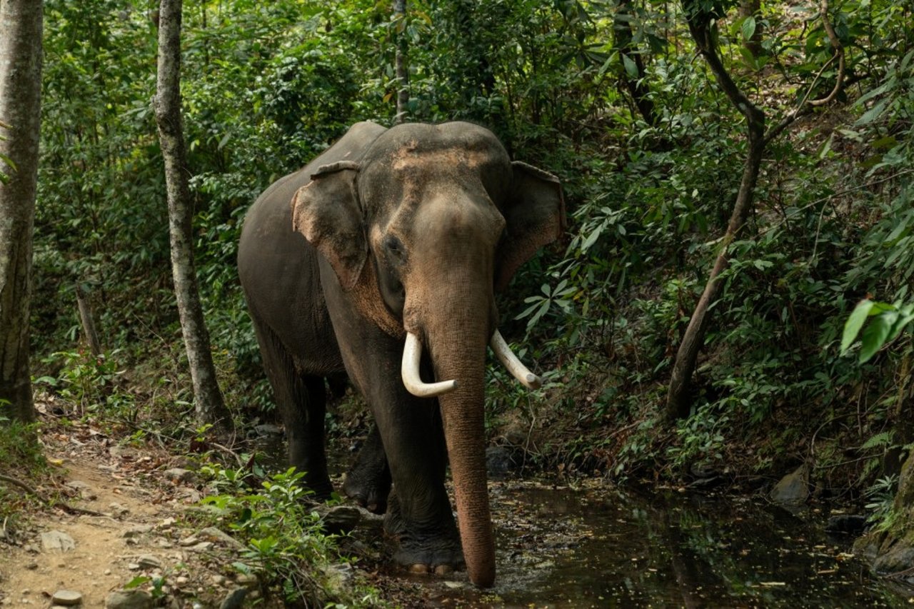 Elefanten Chok i Following Giants