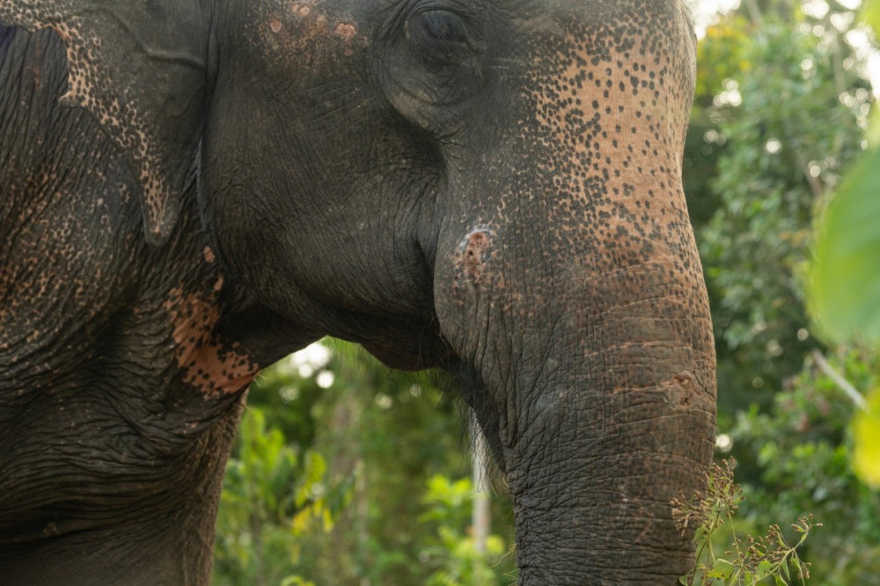 Tanwa lever i den elefantvenlige lejr Following Giants