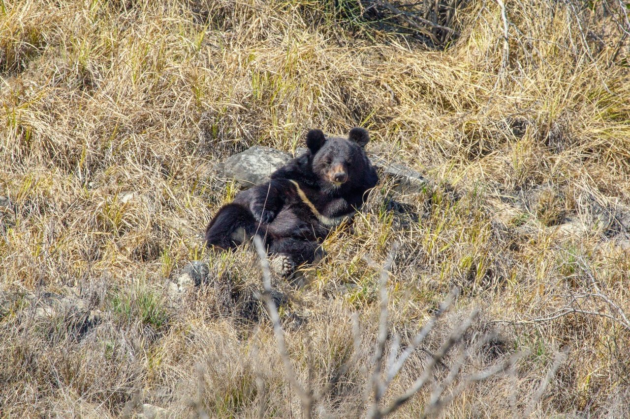 En hund i Costa Rica får mat under coronapandemin 