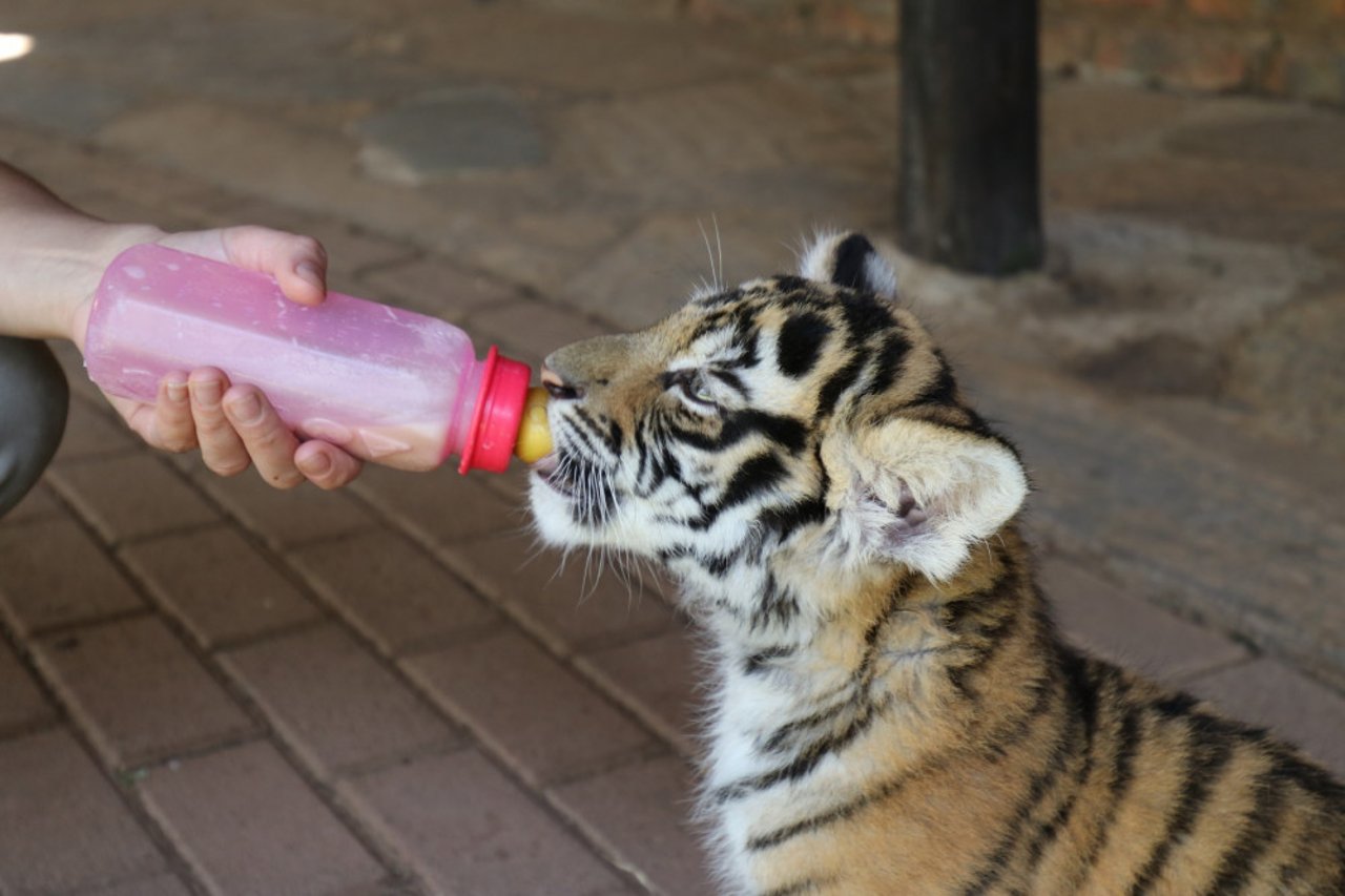 En tigerunge i Sydafrika