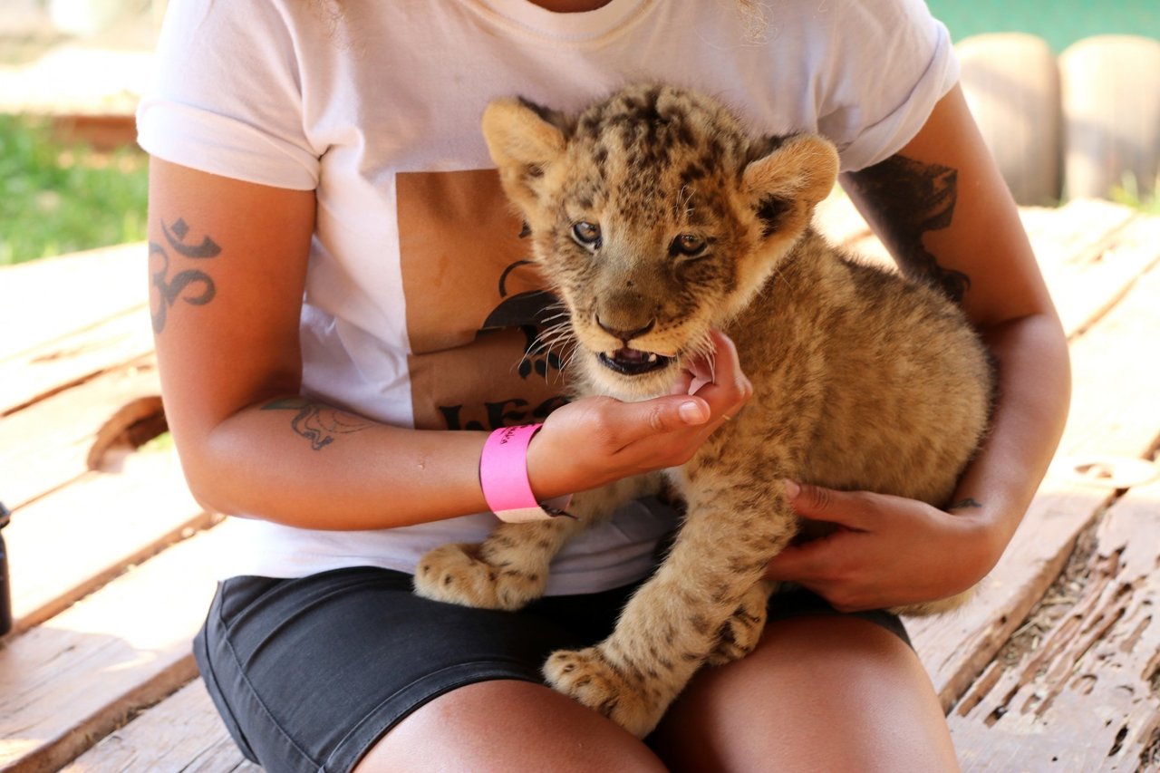 A caged lion