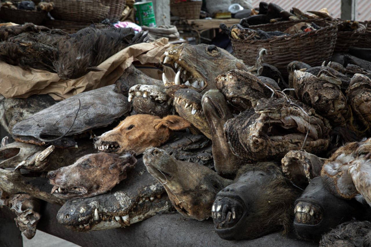 Bavianhoveder til salg på et voodoo-marked