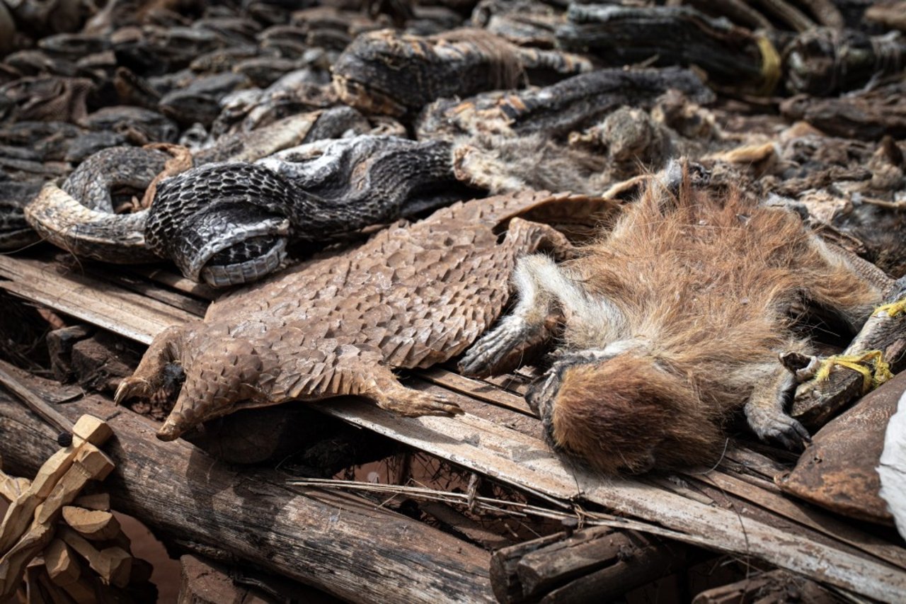 Døde dyr til salg på et voodoo-marked i Benin