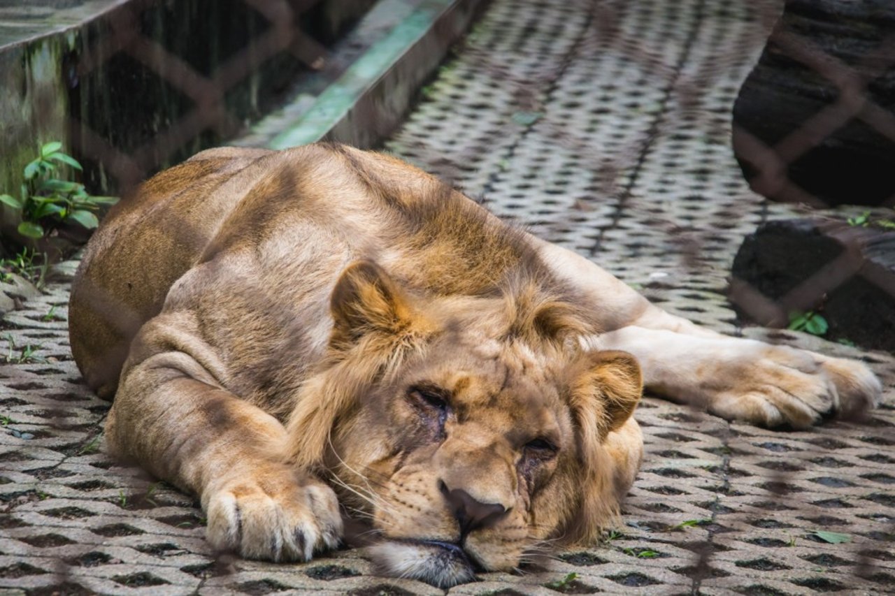 En løve i en thailandsk dyrepark