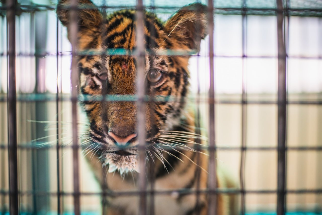 A baby tiger without one eye spends the entire day in this tiny cage, tourists pay to feed these baby tigers with milk. Credit Line: World Animal Protection/Emi Kondo