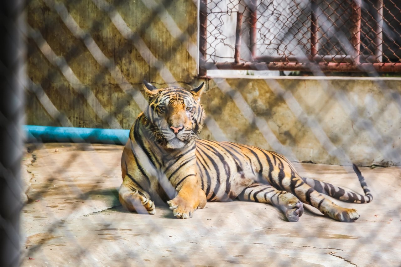 A baby tiger without one eye spends the entire day in this tiny cage, tourists pay to feed these baby tigers with milk. Credit Line: World Animal Protection/Emi Kondo