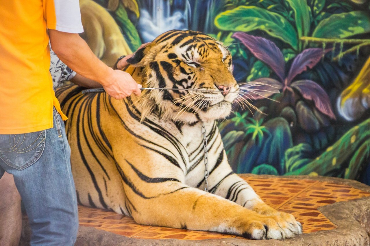 En tiger i Thailand tvinges til at agere fotorekvisit