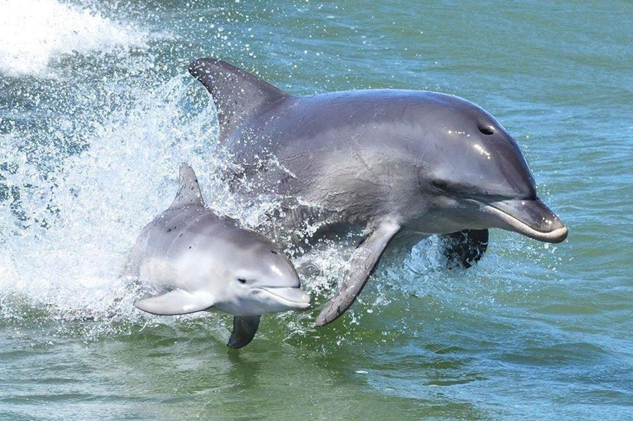 Delfiner har kæmpestore hjemmeområder i naturen. Foto: Mandurah Cruises