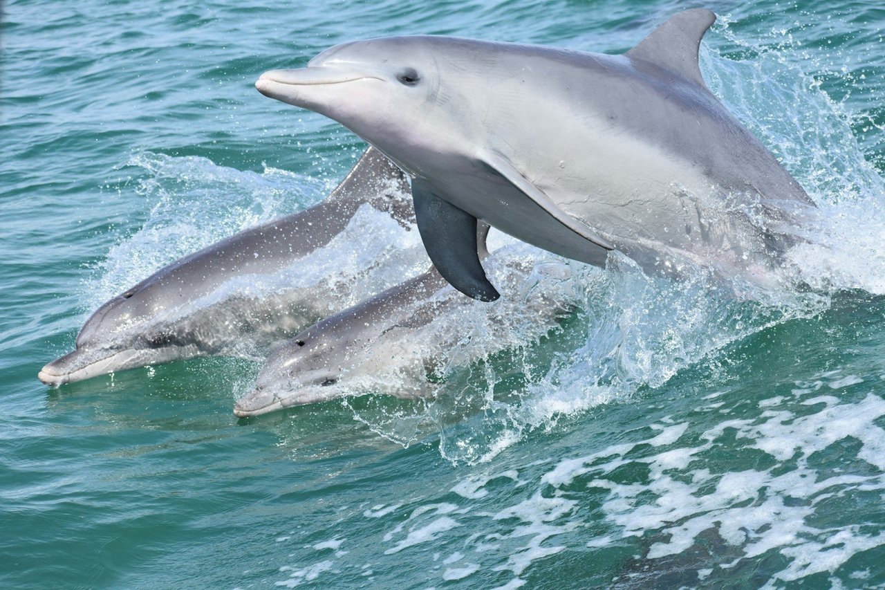 Pod of wild dolphins swimming in Mandurah, Western Australia.