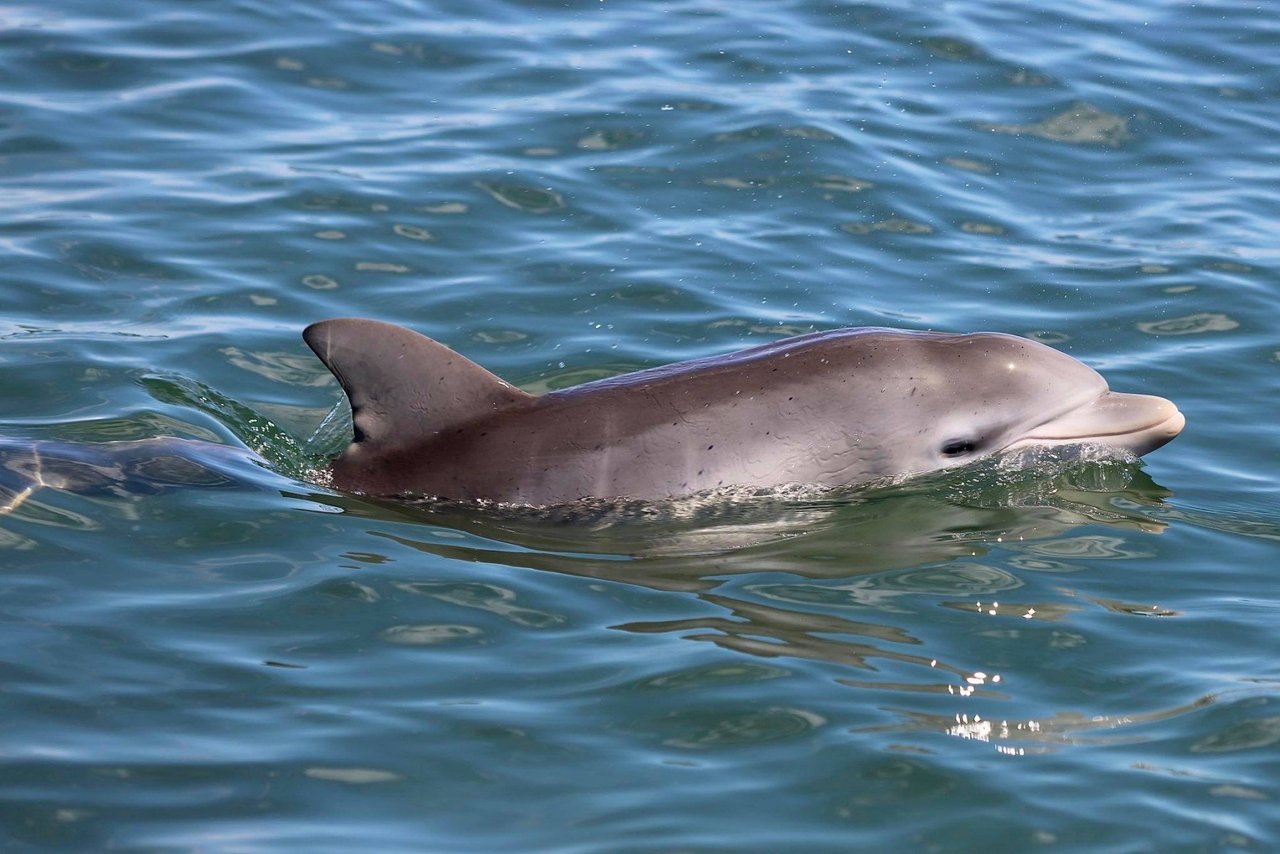 Delfiner springer op fra vandet - Mandurah Cruises