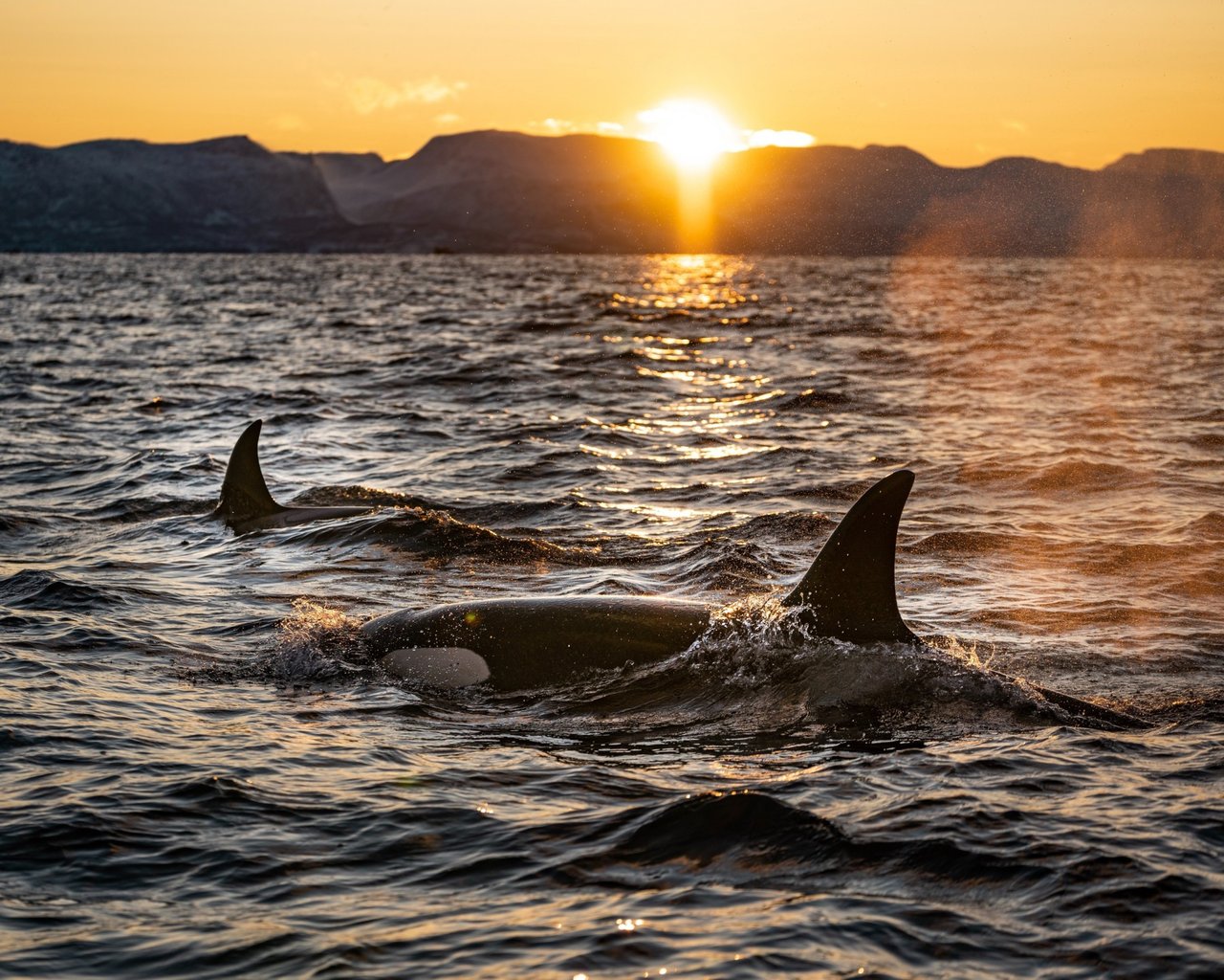 Delfiner hører til i havet - ikke i fangenskab. Foto: Mandurah Cruises