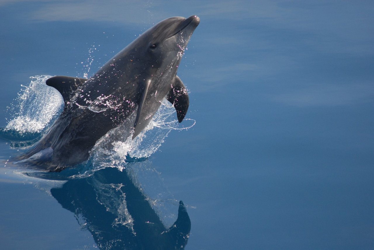 Delfiner hører til i havet - ikke i fangenskab. Foto: Mandurah Cruises