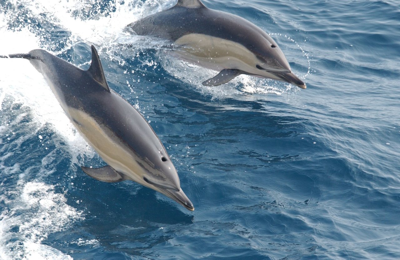 Delfiner i naturen, hvor de hører hjemme