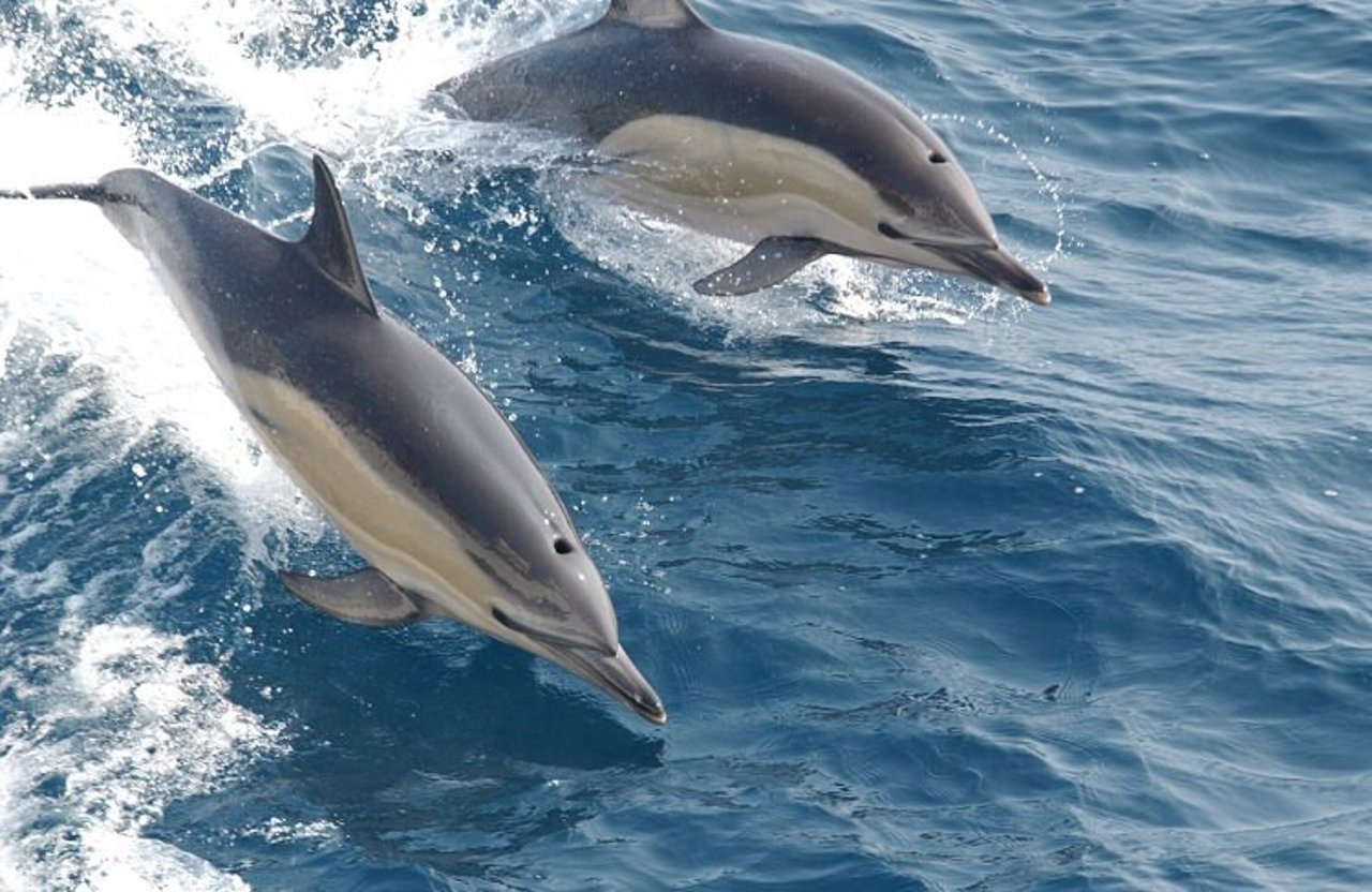 Dolphins in the wild