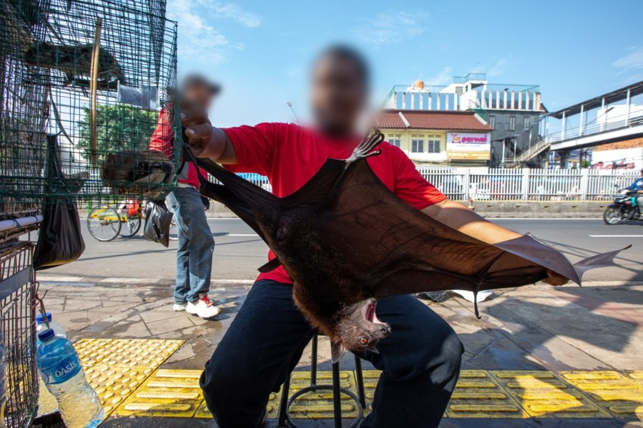 En flagermus sælges på et marked i Jakarta, Indonesien. Meget tyder på, at COVID-19 kan være opstået hos flagermus.