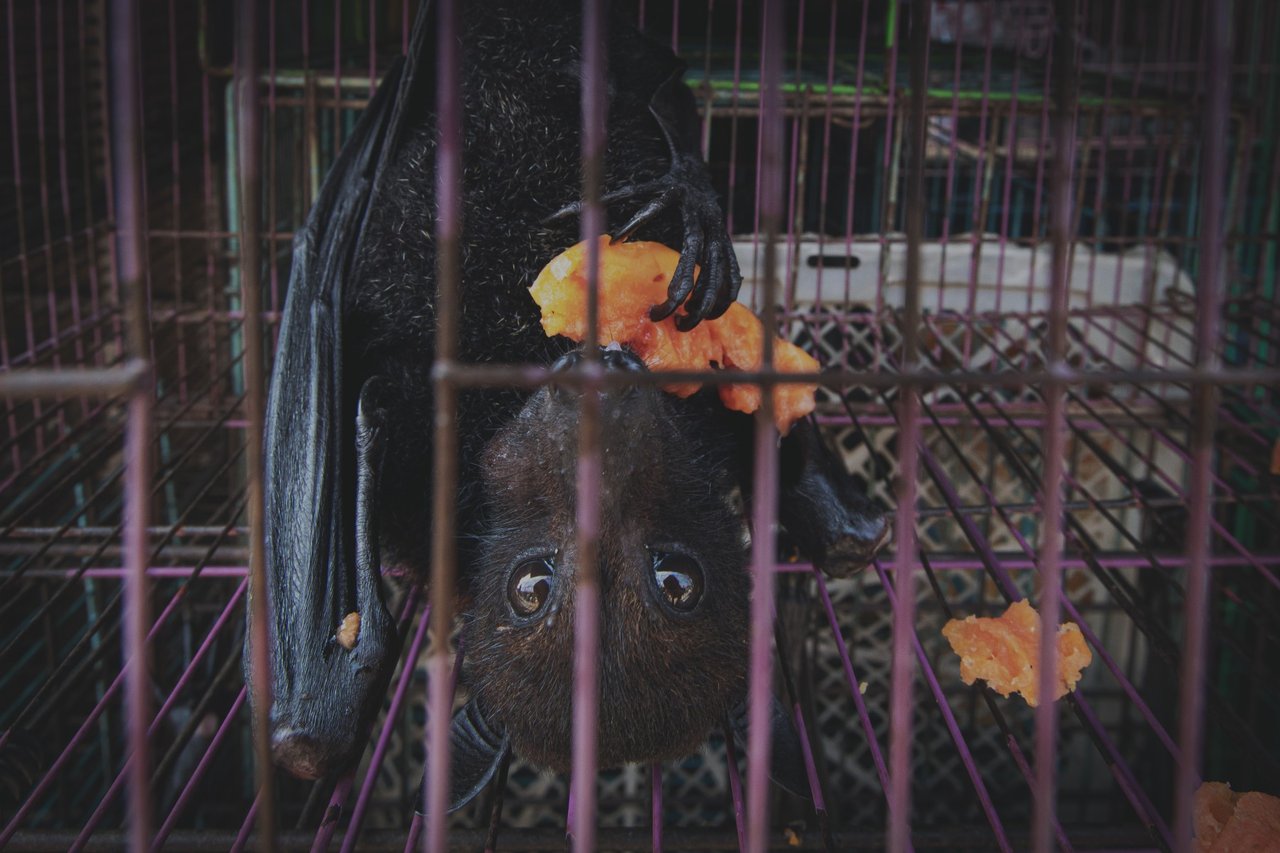 A captive bat eating fruit, at a market in Jakarta, Indonesia. Credit Line: World Animal Protection / Aaron Gekoski