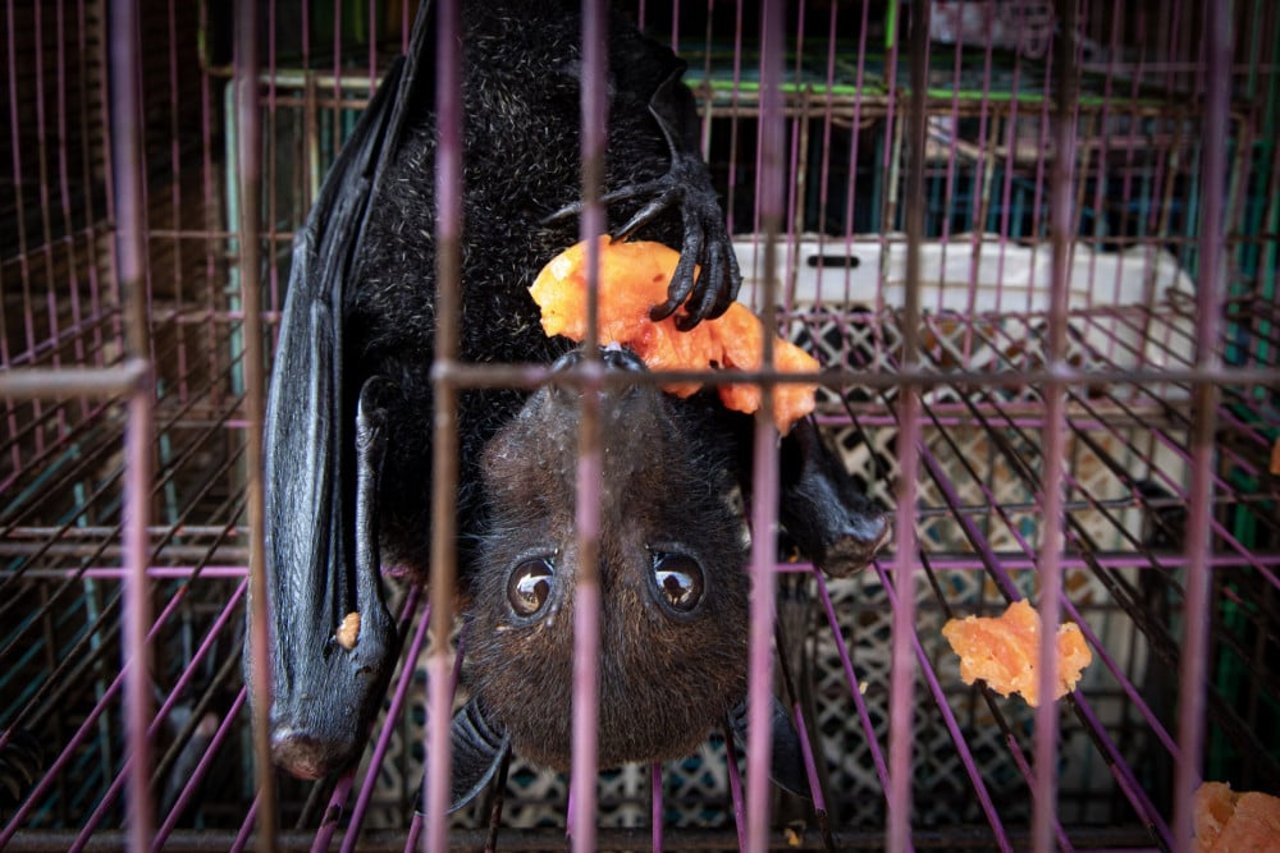 En flagermus på et marked i Jakarta, Indonesien