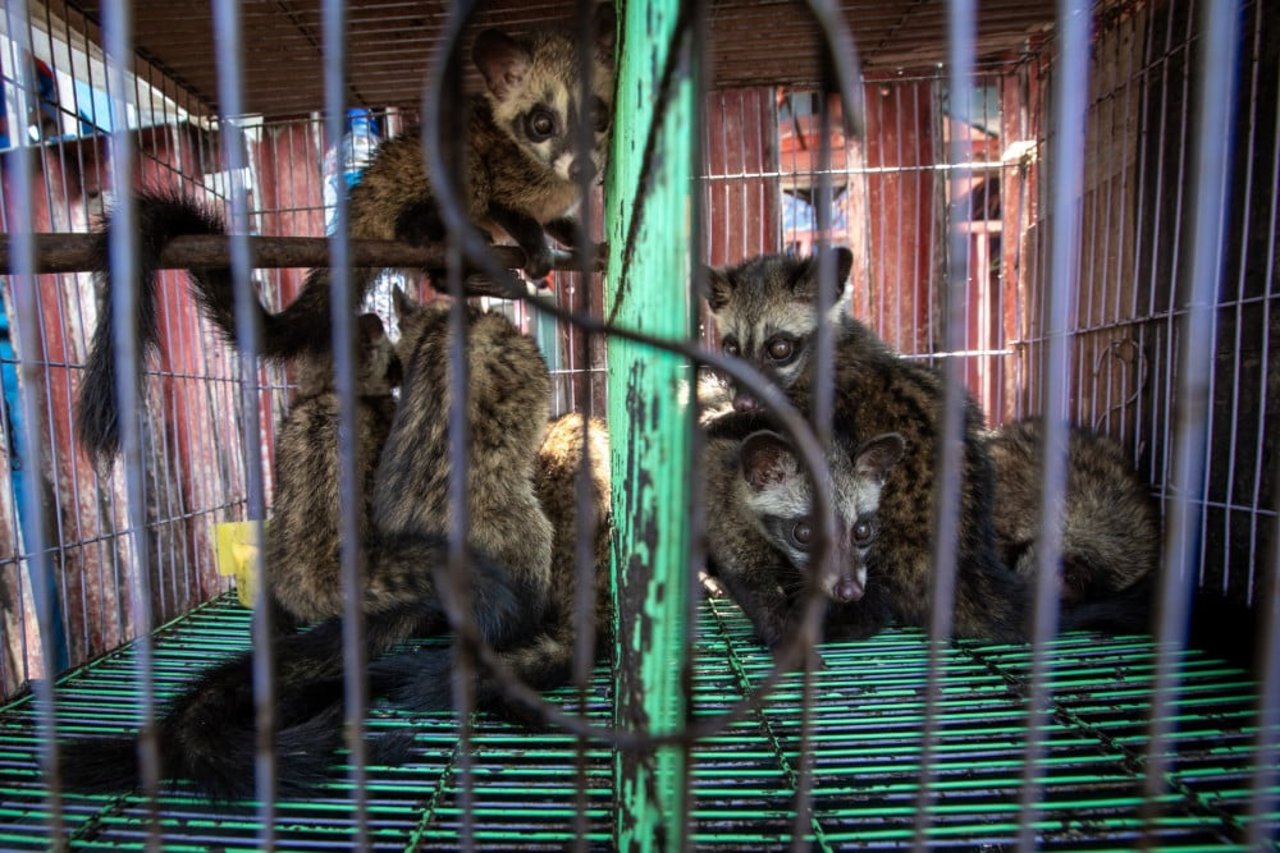 Desmerkatteunger på et marked i Jakarta, Indonesien