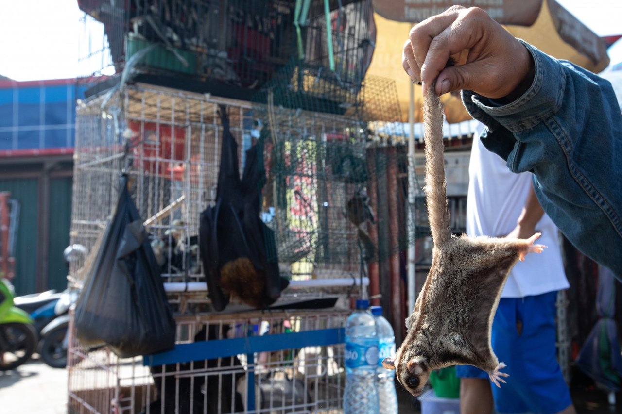 A captive bat eating fruit, at a market in Jakarta, Indonesia. Credit Line: World Animal Protection / Aaron Gekoski