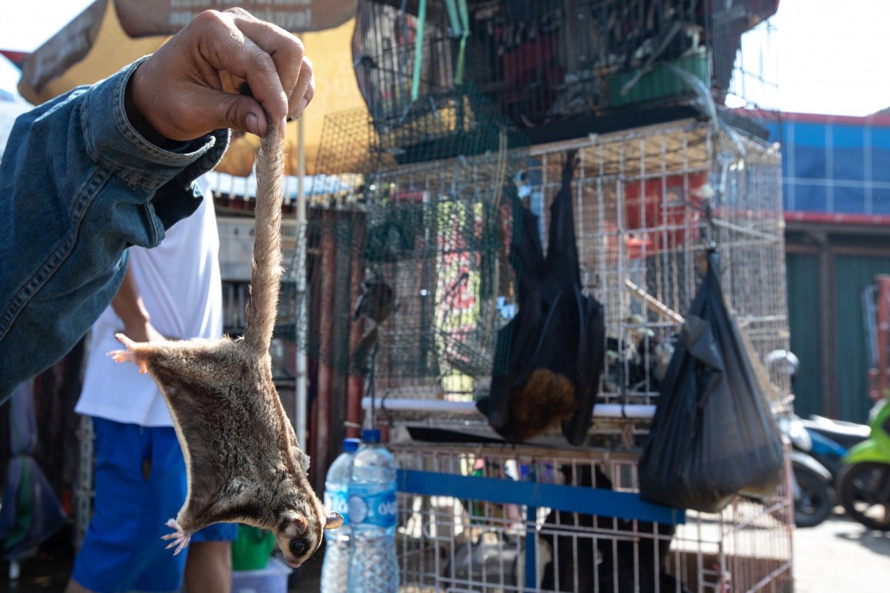 Flyvepungegern og flagermus til salg på et marked i Jakarta, Indonesien